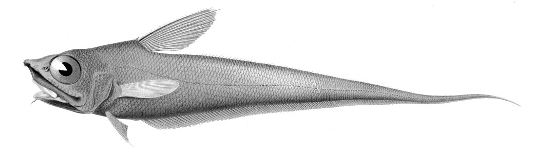 Nezumia aequalis1