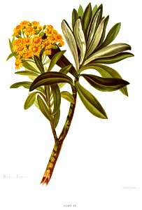 Nfnz d092 senecio huntii
