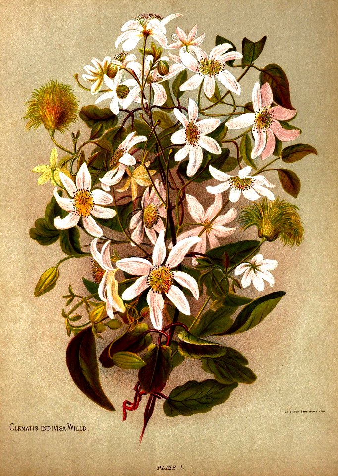 Nfnz d023 clematis indivisa willd