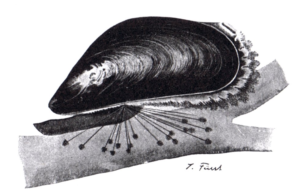 Miesmuschel (Mytilus edulis)