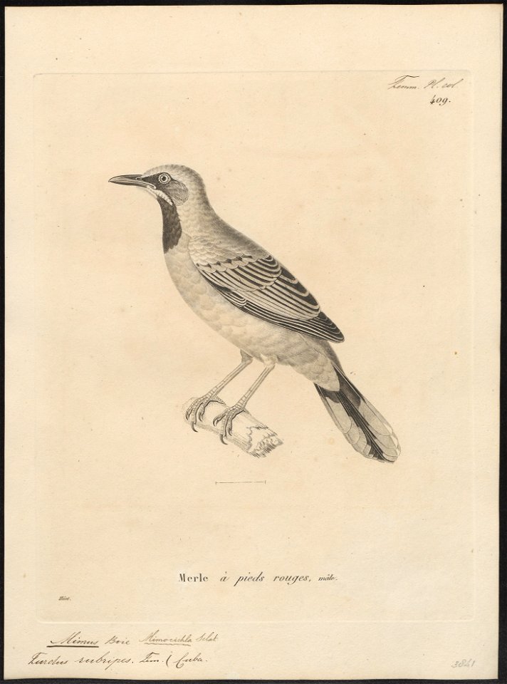Mimus rubripes - 1700-1880 - Print - Iconographia Zoologica - Special Collections University of Amsterdam - UBA01 IZ16300337