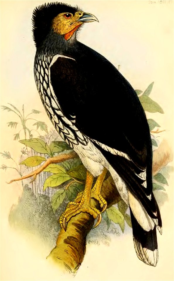 MilvagoCarunculatusIbis