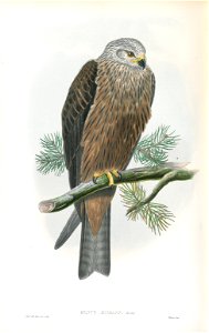 Milvus Migrans