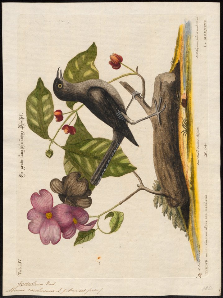 Mimus carolinensis - 1700-1880 - Print - Iconographia Zoologica - Special Collections University of Amsterdam - UBA01 IZ16300333