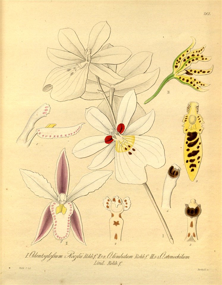 Miltoniopsis roezlii (as Odontoglossum roezlii) - Oncidium × limbatum (as Od. limbatum) - Cyrtochilum stenochilum (as Od. stenochilum) - Xenia 2 pl 183