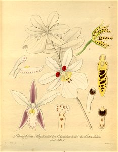 Miltoniopsis roezlii (as Odontoglossum roezlii) - Oncidium × limbatum (as Od. limbatum) - Cyrtochilum stenochilum (as Od. stenochilum) - Xenia 2 pl 183