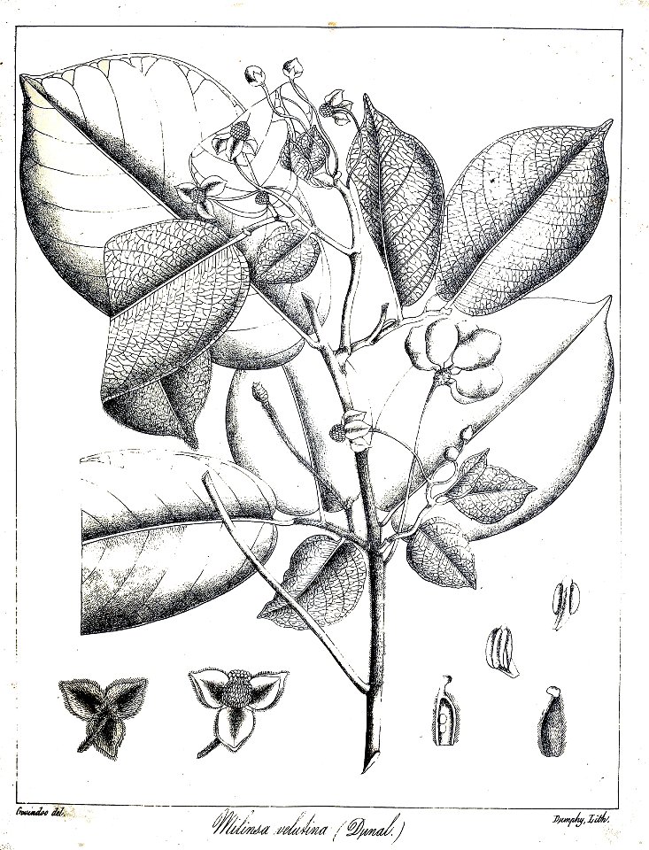 Miliusa velutina Govindoo