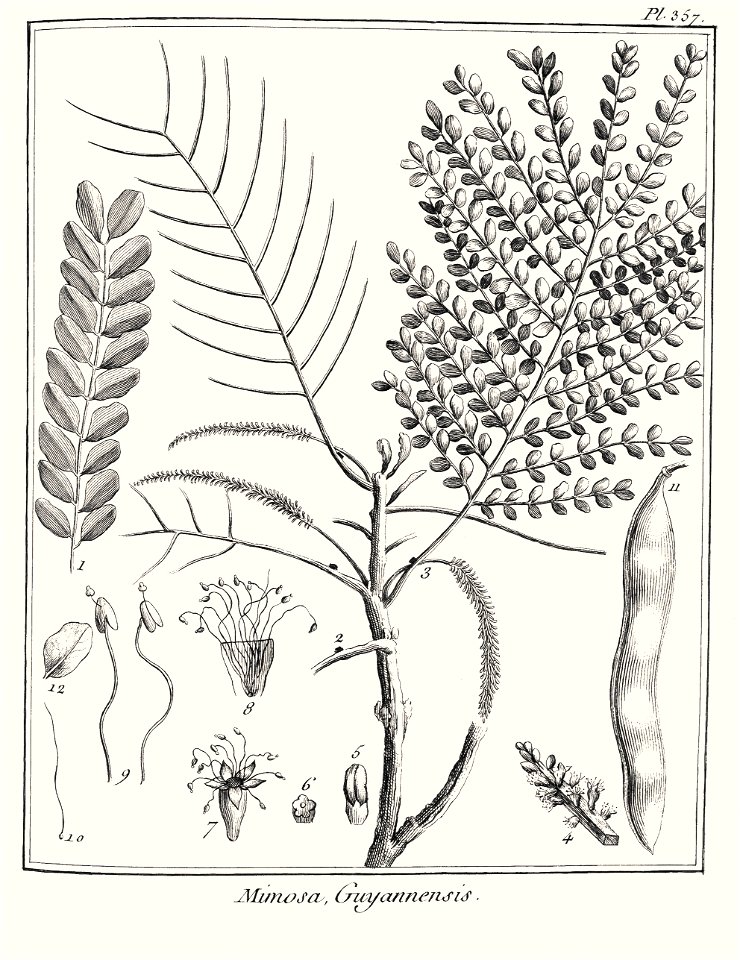 Mimosa guianensis Aublet 1775 pl 357