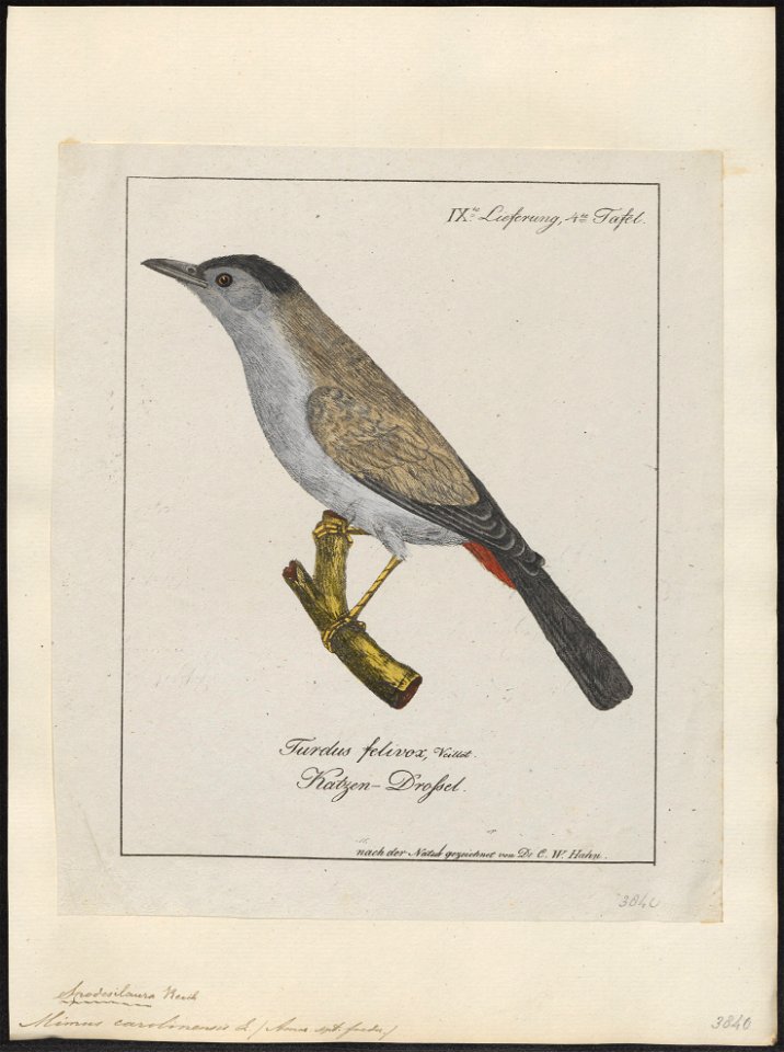 Mimus carolinensis - 1700-1880 - Print - Iconographia Zoologica - Special Collections University of Amsterdam - UBA01 IZ16300329