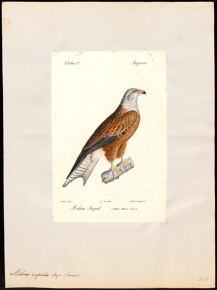 Milvus regalis - 1842-1848 - Print - Iconographia Zoologica - Special Collections University of Amsterdam - UBA01 IZ18200330
