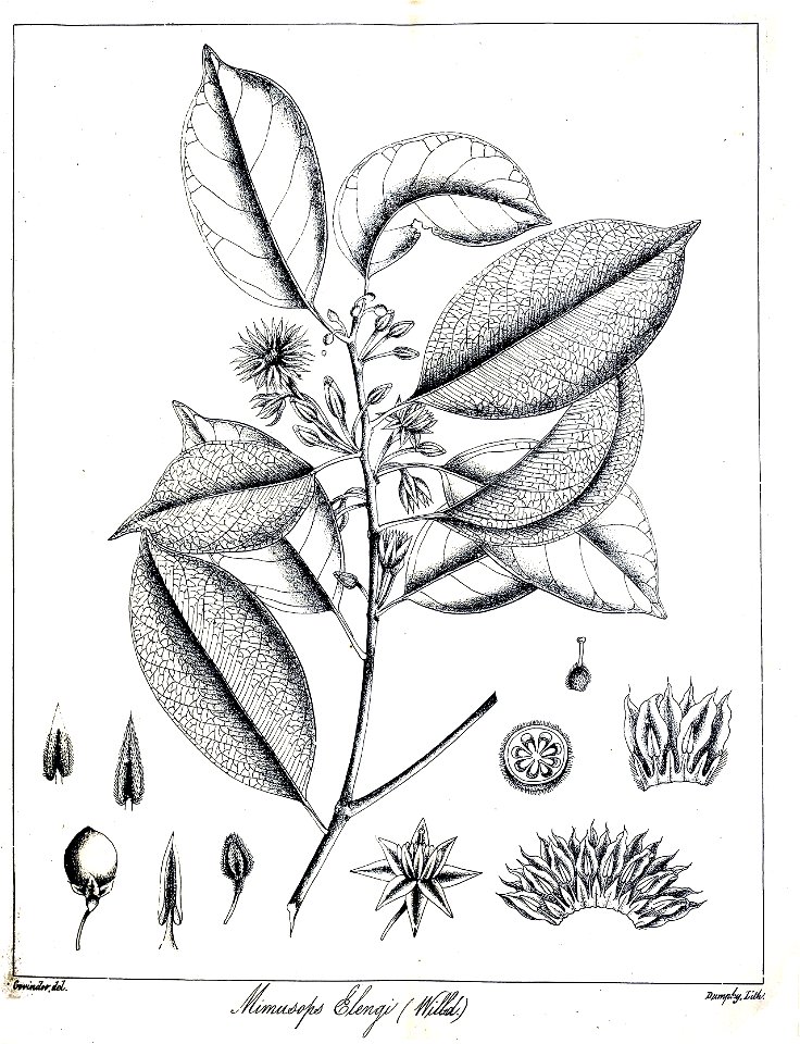 Mimusops elengi Govindoo