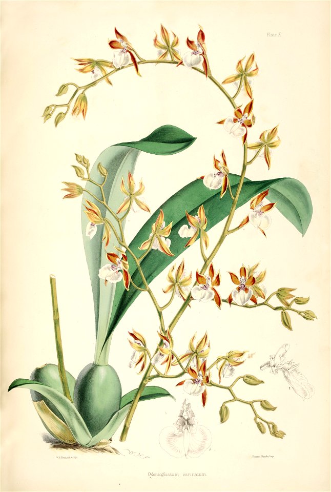 Miltonioides carinifera (as Odontoglossum cariniferum) - pl. 10 - Bateman, Monogr.Odont