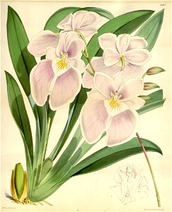 Miltoniopsis vexillaria (as Odontoglossum vexillarium) - Curtis' 99 (Ser. 3 no. 29) pl. 6037 (1873)