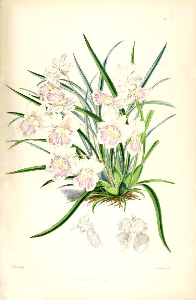 Miltoniopsis phalaenopsis (as Odontoglossum phalaenopsis) - pl. 3 - Bateman - A Monograph of Odontoglossum