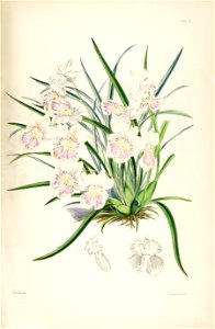 Miltoniopsis phalaenopsis (as Odontoglossum phalaenopsis) - pl. 3 - Bateman - A Monograph of Odontoglossum