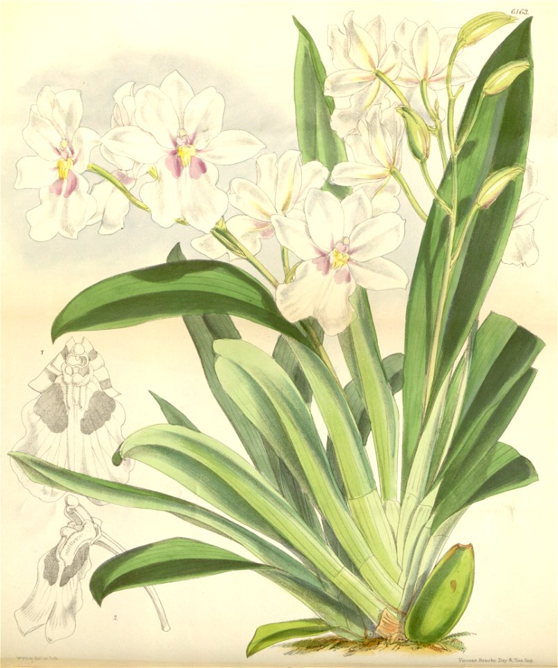 Miltoniopsis warszewiczii (as Odontoglossum warszewiczii) - Curtis' 101 (Ser. 3 no. 31) pl. 6163 (1875)