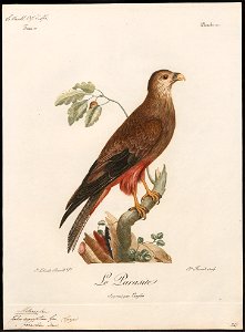 Milvus aegyptius - 1796-1808 - Print - Iconographia Zoologica - Special Collections University of Amsterdam - UBA01 IZ18200344
