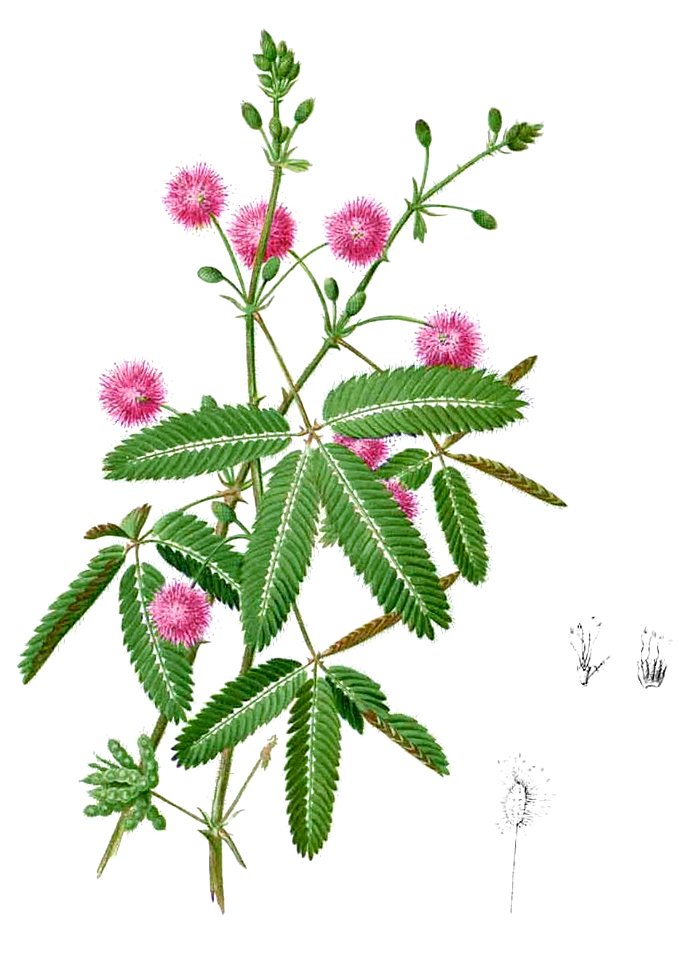 Mimosa pudica Blanco2.253-cropped