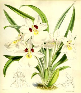 Miltoniopsis roezlii (as Odontoglossum roezlii) - Curtis' 100 (Ser. 3 no. 30) pl. 6085 (1874). Free illustration for personal and commercial use.