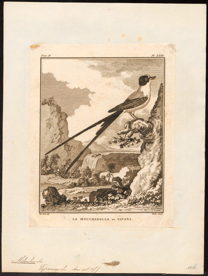 Milvulus tyrannus - 1700-1880 - Print - Iconographia Zoologica - Special Collections University of Amsterdam - UBA01 IZ16500365
