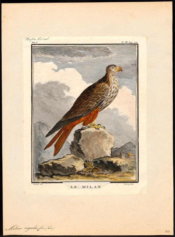Milvus regalis - 1700-1880 - Print - Iconographia Zoologica - Special Collections University of Amsterdam - UBA01 IZ18200324