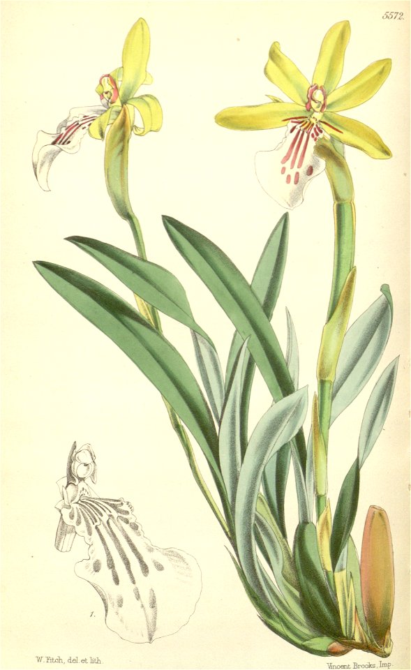 Miltonia flava (as Miltonia anceps) - Curtis' 92 (Ser. 3 no. 22) pl. 5572 (1866)