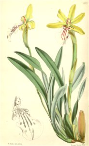 Miltonia flava (as Miltonia anceps) - Curtis' 92 (Ser. 3 no. 22) pl. 5572 (1866)