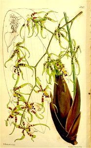 Miltonia phymatochila (as Oncidium phymatochilum) - Curtis' 86 (Ser. 3 no. 16) pl. 5214 (1860)