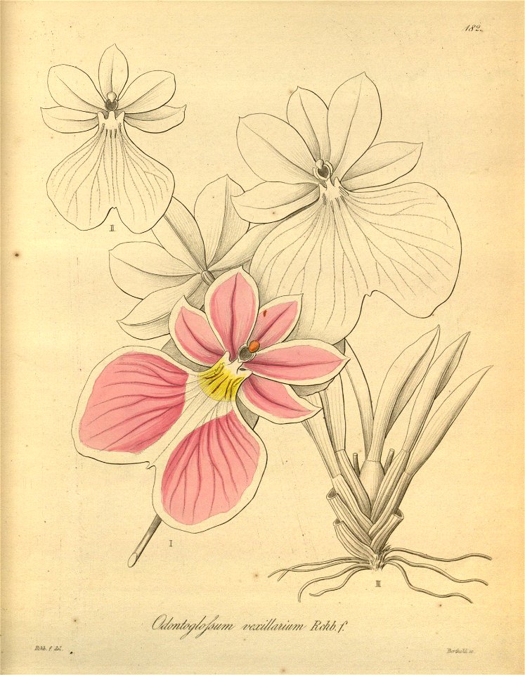 Miltoniopsis vexillaria (as Odontoglossum vexillarium) - Xenia 2 pl 182