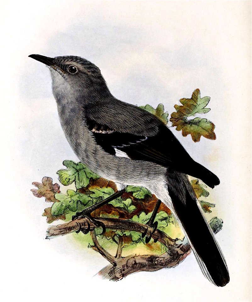 Mimus polyglottos 1873