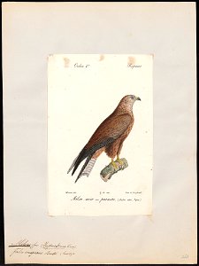 Milvus migrans - 1842-1848 - Print - Iconographia Zoologica - Special Collections University of Amsterdam - UBA01 IZ18200336