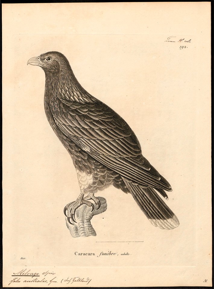Milvago leucurus - 1700-1880 - Print - Iconographia Zoologica - Special Collections University of Amsterdam - UBA01 IZ18200015