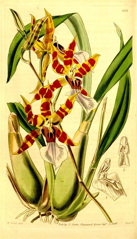 Miltonia clowesii - Curtis' 70 (N.S. 17) pl. 4109 (1844)