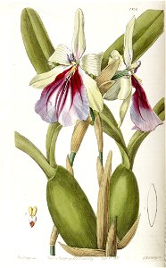 Miltonia spectabilis - Edwards vol 23 pl 1992 (1837). Free illustration for personal and commercial use.