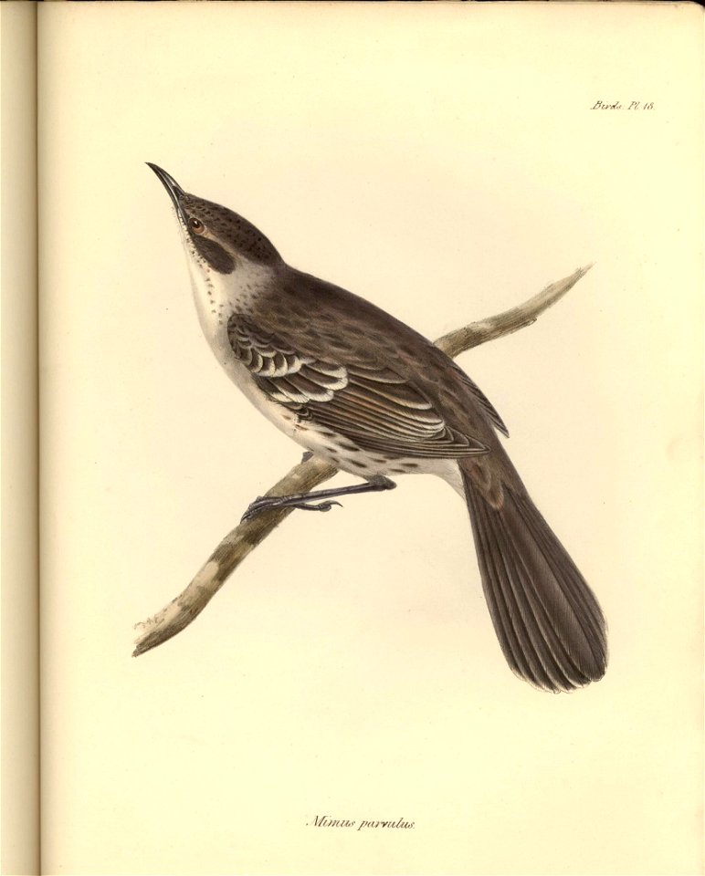 Mimus parvulus