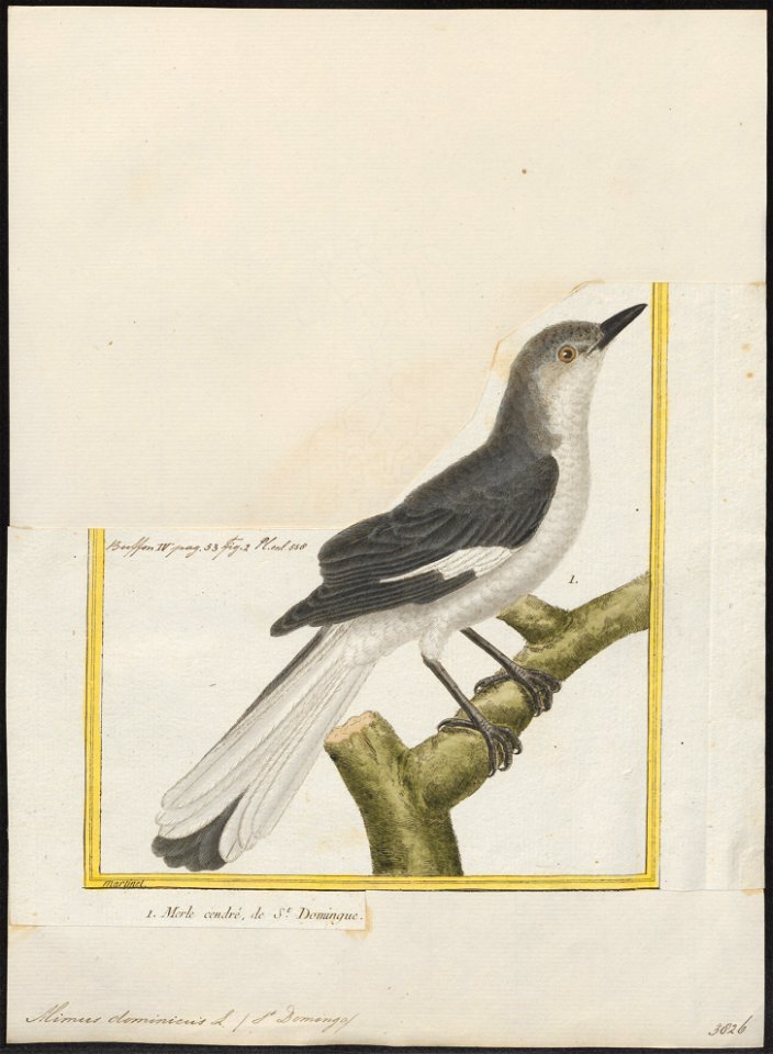 Mimus dominicus - 1700-1880 - Print - Iconographia Zoologica - Special Collections University of Amsterdam - UBA01 IZ16300325