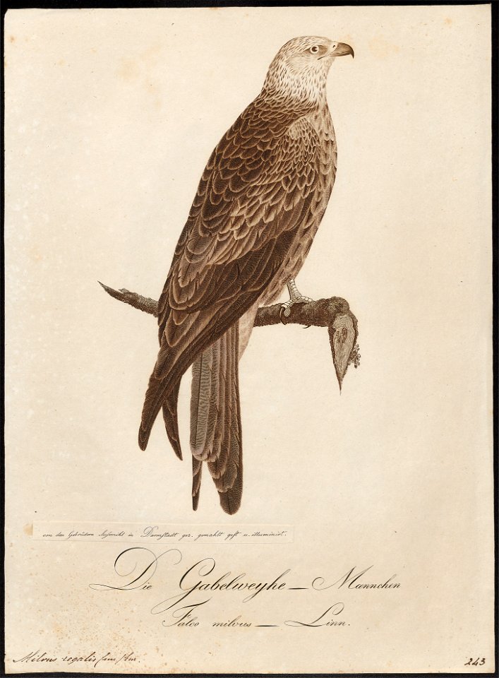 Milvus regalis - 1800-1812 - Print - Iconographia Zoologica - Special Collections University of Amsterdam - UBA01 IZ18200326