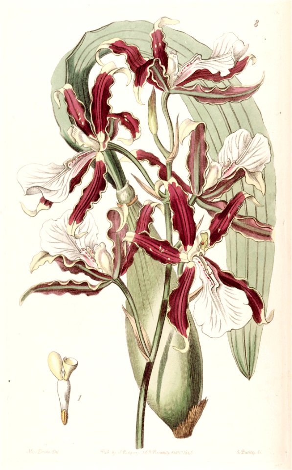 Miltonia cuneata - Edwards vol 31 (NS 8) pl 8 (1845)