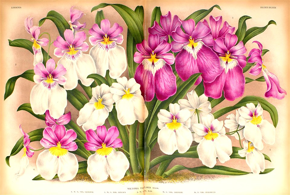 Miltoniopsis vexillaria1