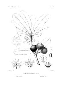 Mimusops sieberi Silva of North America