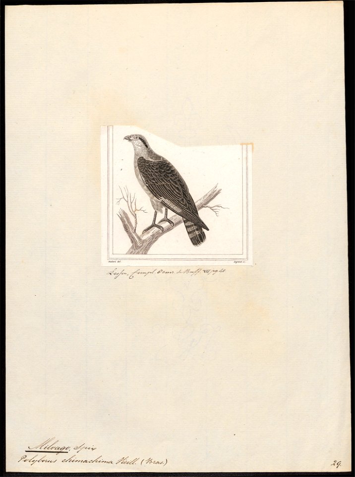 Milvago chimachima - 1700-1880 - Print - Iconographia Zoologica - Special Collections University of Amsterdam - UBA01 IZ18200013