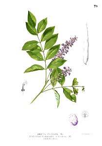Millettia xylocarpa Blanco1.79
