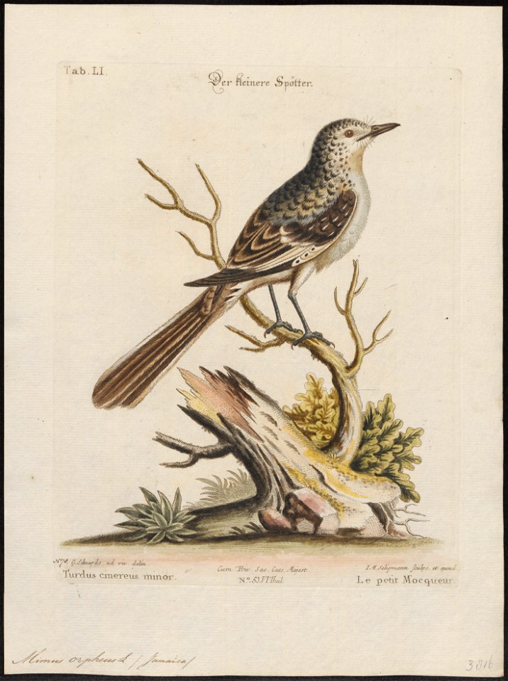 Mimus orpheus - 1700-1880 - Print - Iconographia Zoologica - Special Collections University of Amsterdam - UBA01 IZ16300321