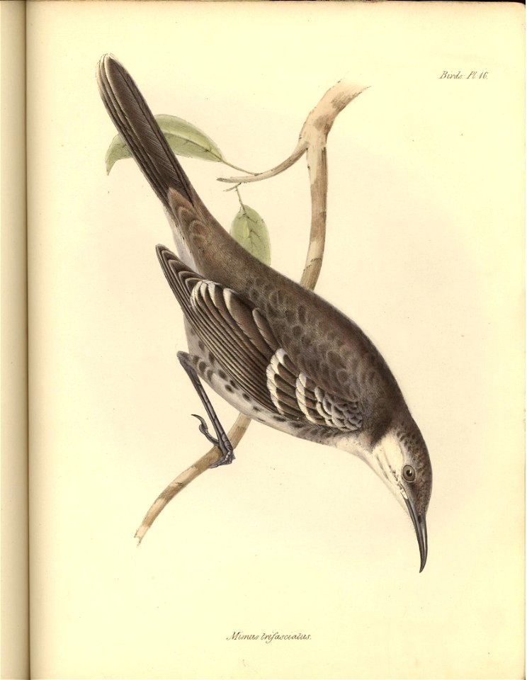 Mimus trifasciatus