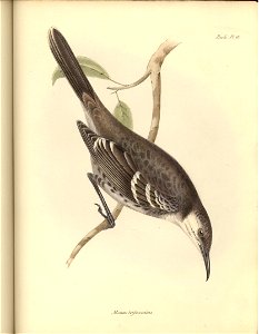 Mimus trifasciatus
