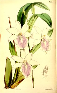 Miltonia regnellii. Free illustration for personal and commercial use.