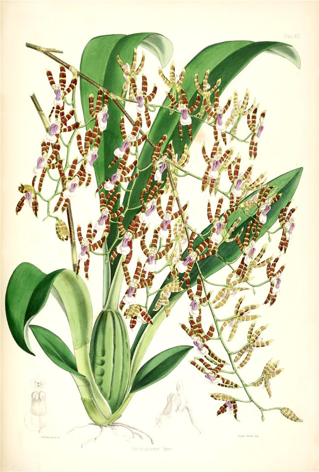 Miltonioides laevis (as Odontoglossum laeve) - pl. 16 - Bateman, Monogr.Odont