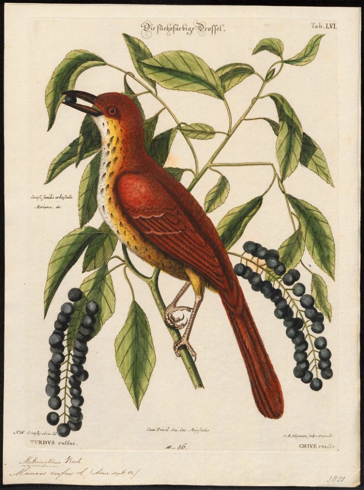 Mimus rufus - 1700-1880 - Print - Iconographia Zoologica - Special Collections University of Amsterdam - UBA01 IZ16300345