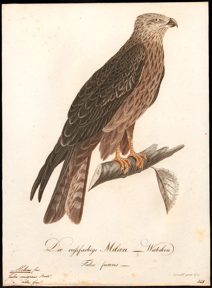 Milvus migrans - 1800-1812 - Print - Iconographia Zoologica - Special Collections University of Amsterdam - UBA01 IZ18200340