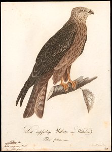 Milvus migrans - 1800-1812 - Print - Iconographia Zoologica - Special Collections University of Amsterdam - UBA01 IZ18200340